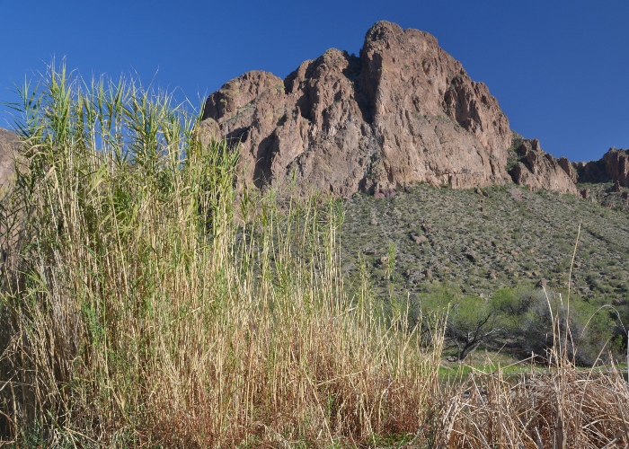 Salt River